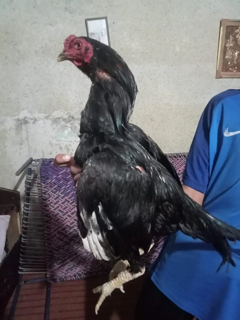 Aseel mushka and chini madi pair for sale urgent sale — photo 3