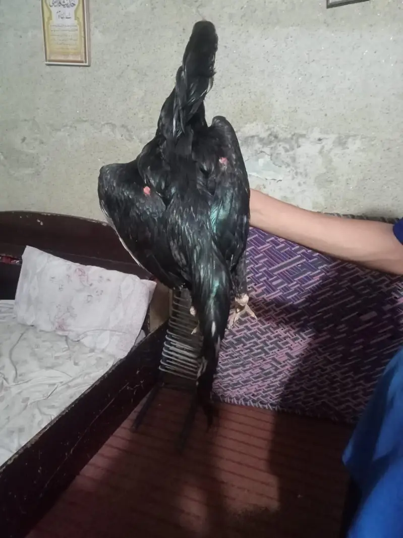 Aseel mushka and chini madi pair for sale urgent sale — photo 5