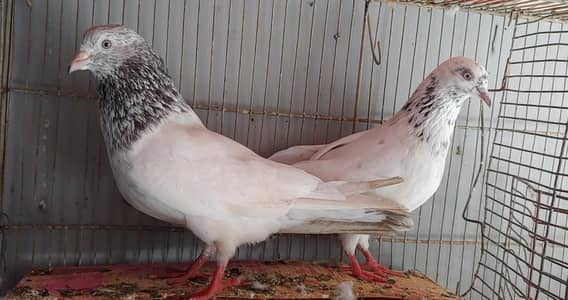 pair for sale.