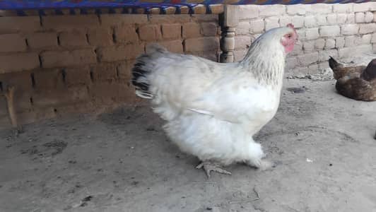 Brahma Chicken Pair