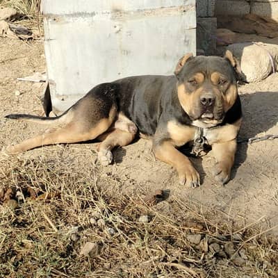 he's name is moazar I am selling because am going to aborad