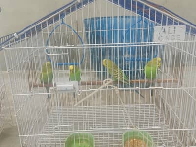 Australian parrot