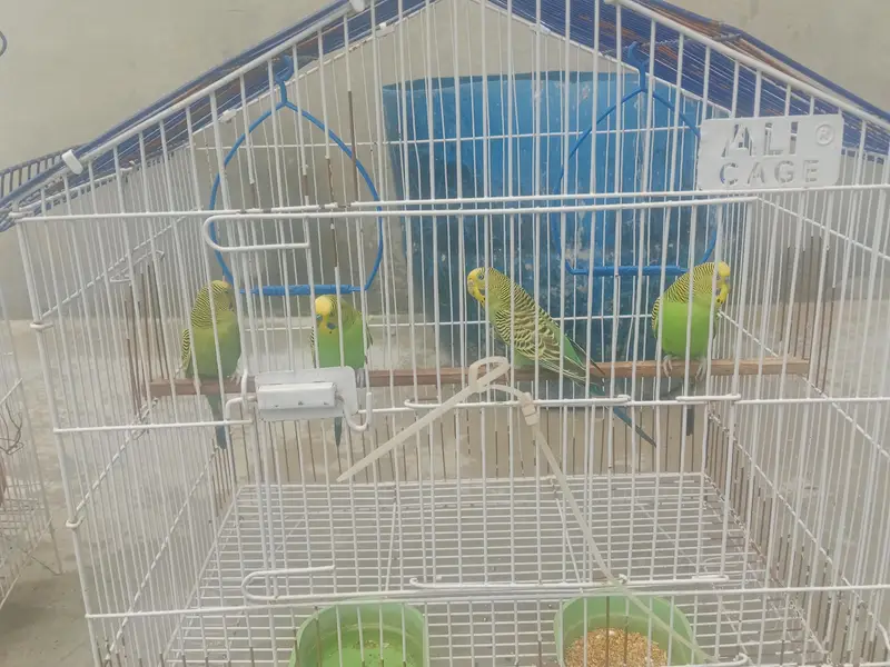 Australian parrot