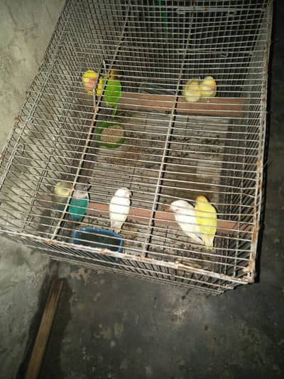 ak aseel Thai pair 12000 ka 2asel fimel 5000 ki or lovebird 9 pic 7000