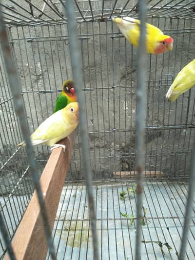 ak aseel Thai pair  lovebird 7 pic 7000 with cage