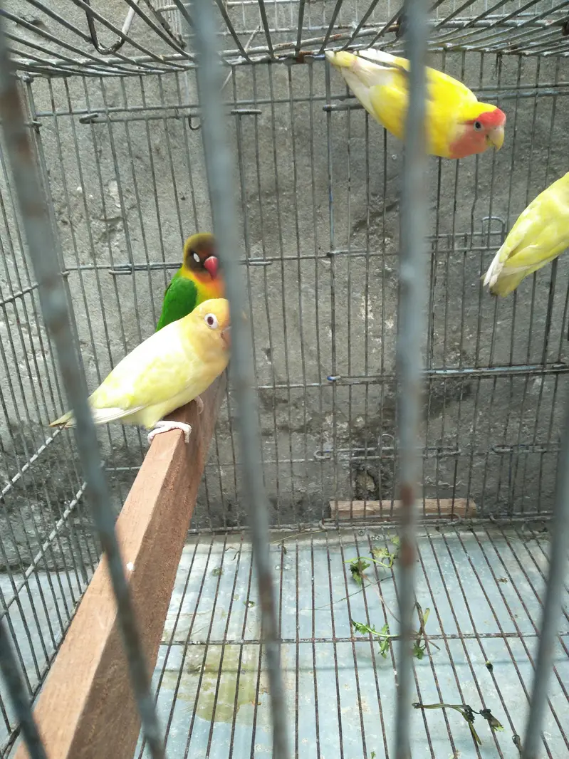 ak aseel Thai pair 12000 ka 2asel fimel 5000 ki or lovebird 9 pic 7000 — photo 2