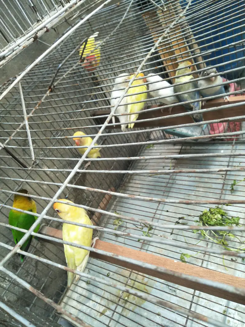 ak aseel Thai pair 12000 ka 2asel fimel 5000 ki or lovebird 9 pic 7000 — photo 3