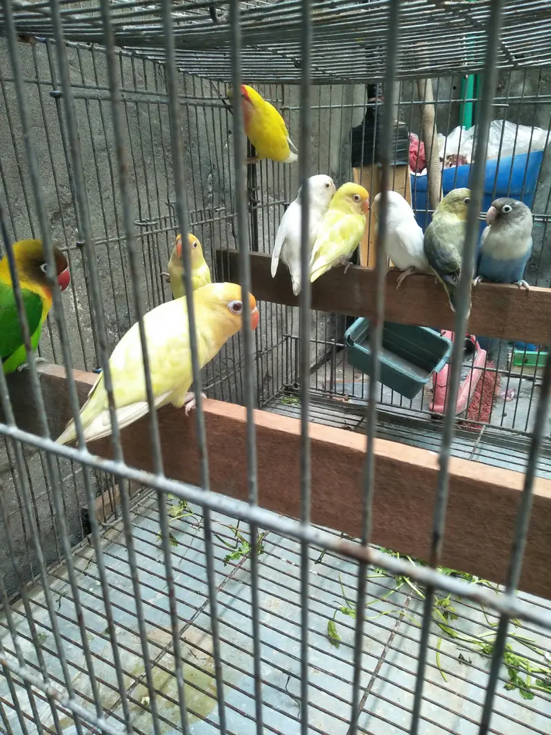 ak aseel Thai pair 12000 ka 2asel fimel 5000 ki or lovebird 9 pic 7000 — photo 4