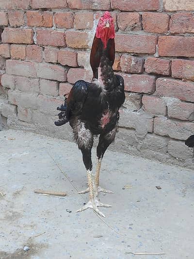 ak aseel Thai pair  wood cage 3 wood cage ak jall 5000 k