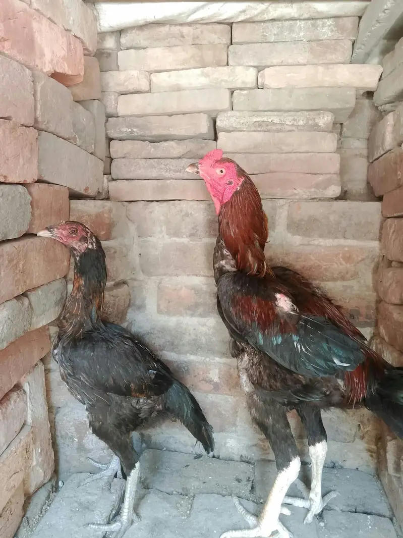 ak aseel Thai pair 12000 ka 2asel fimel 5000 ki or lovebird 9 pic 7000 — photo 6