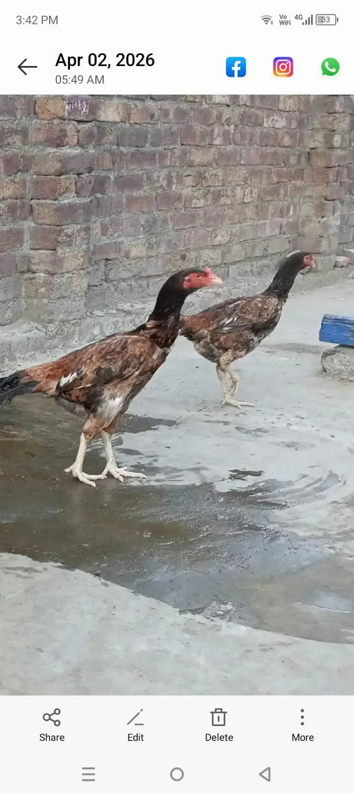 ak aseel Thai pair 12000 ka 2asel fimel 5000 ki or lovebird 9 pic 7000 — photo 10