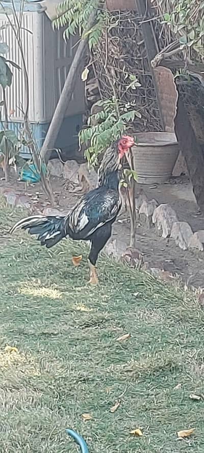Black thai patha rare blood line
