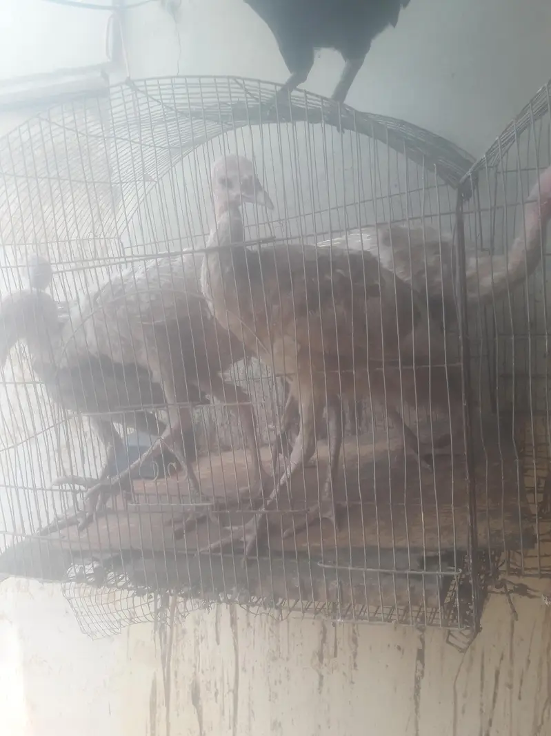 03403005566 video k liya mgs kara — photo 3