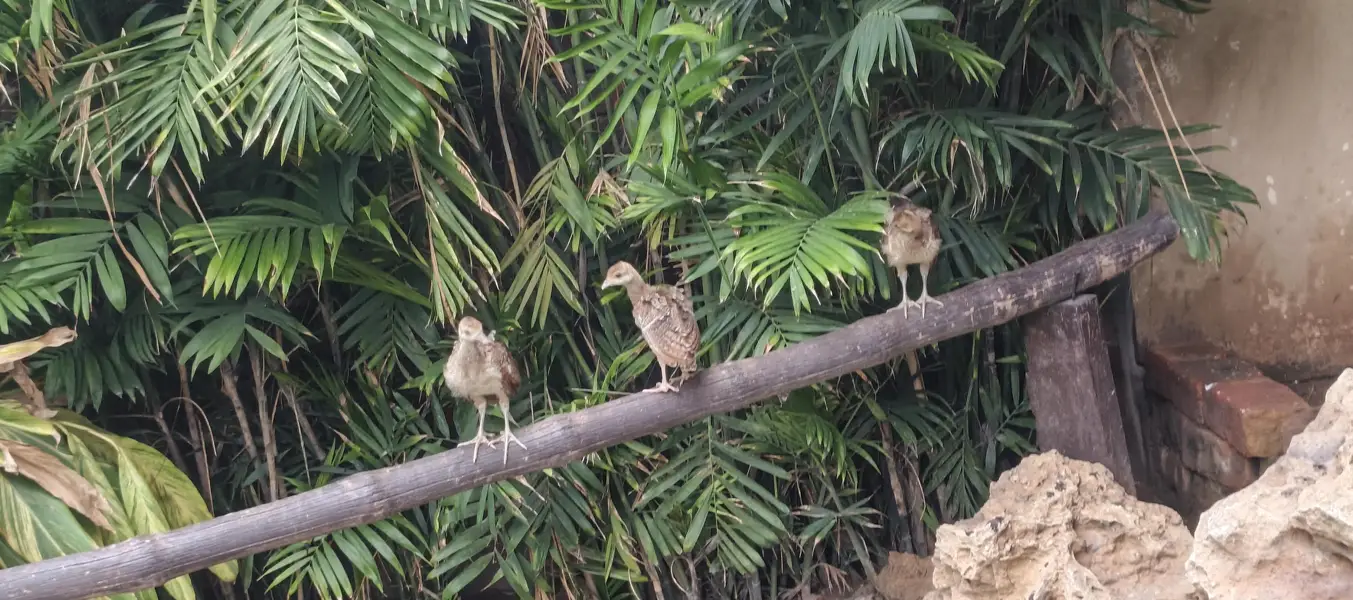 blue shoulder chicks