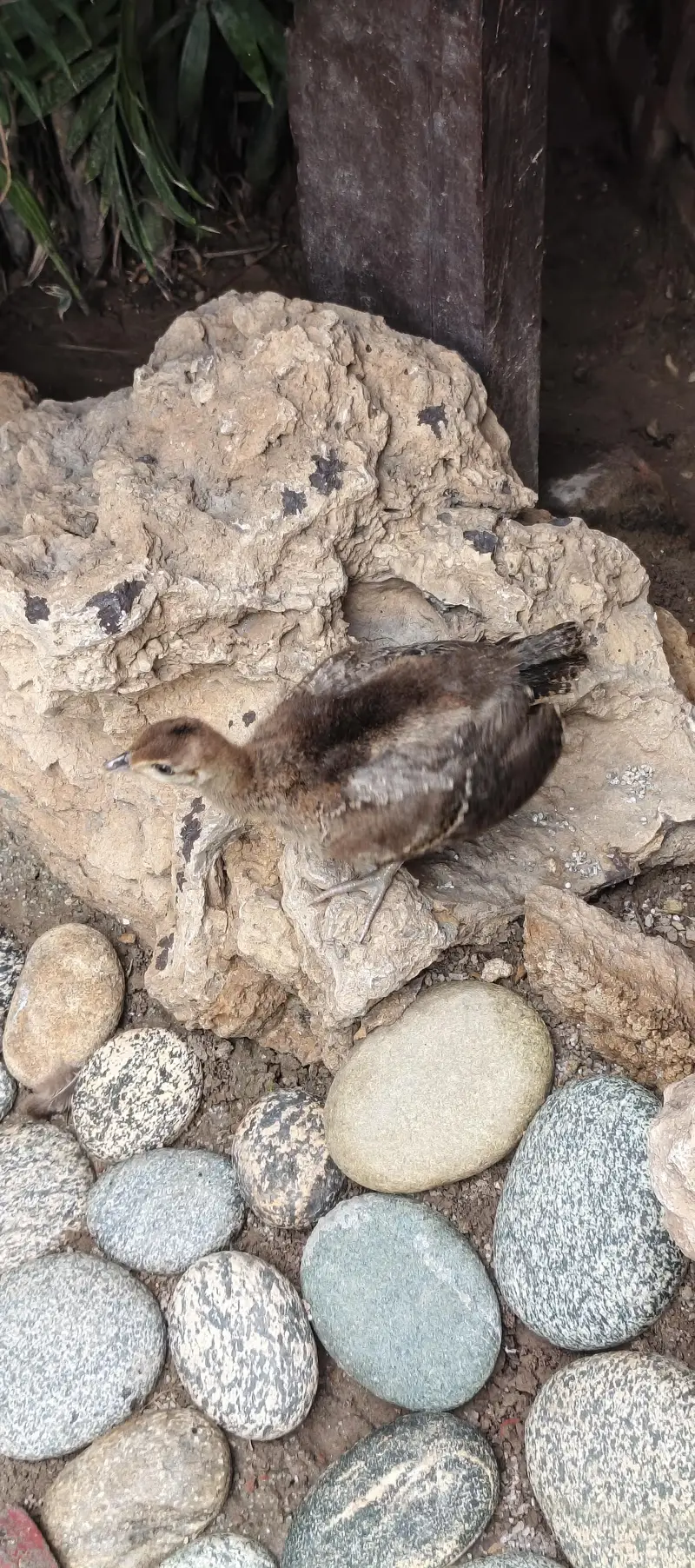 blue shoulder chicks — photo 2