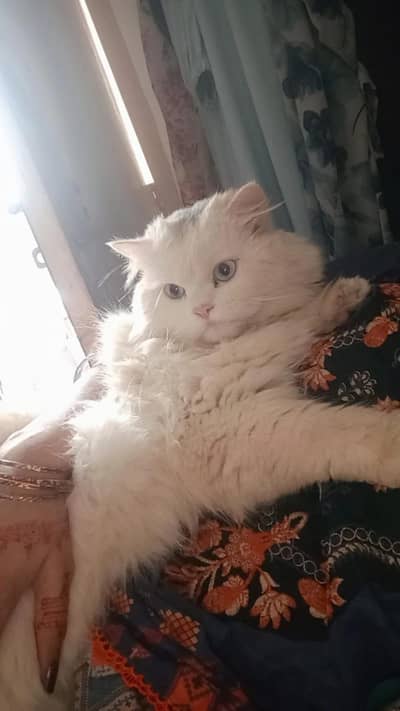 persion male cat