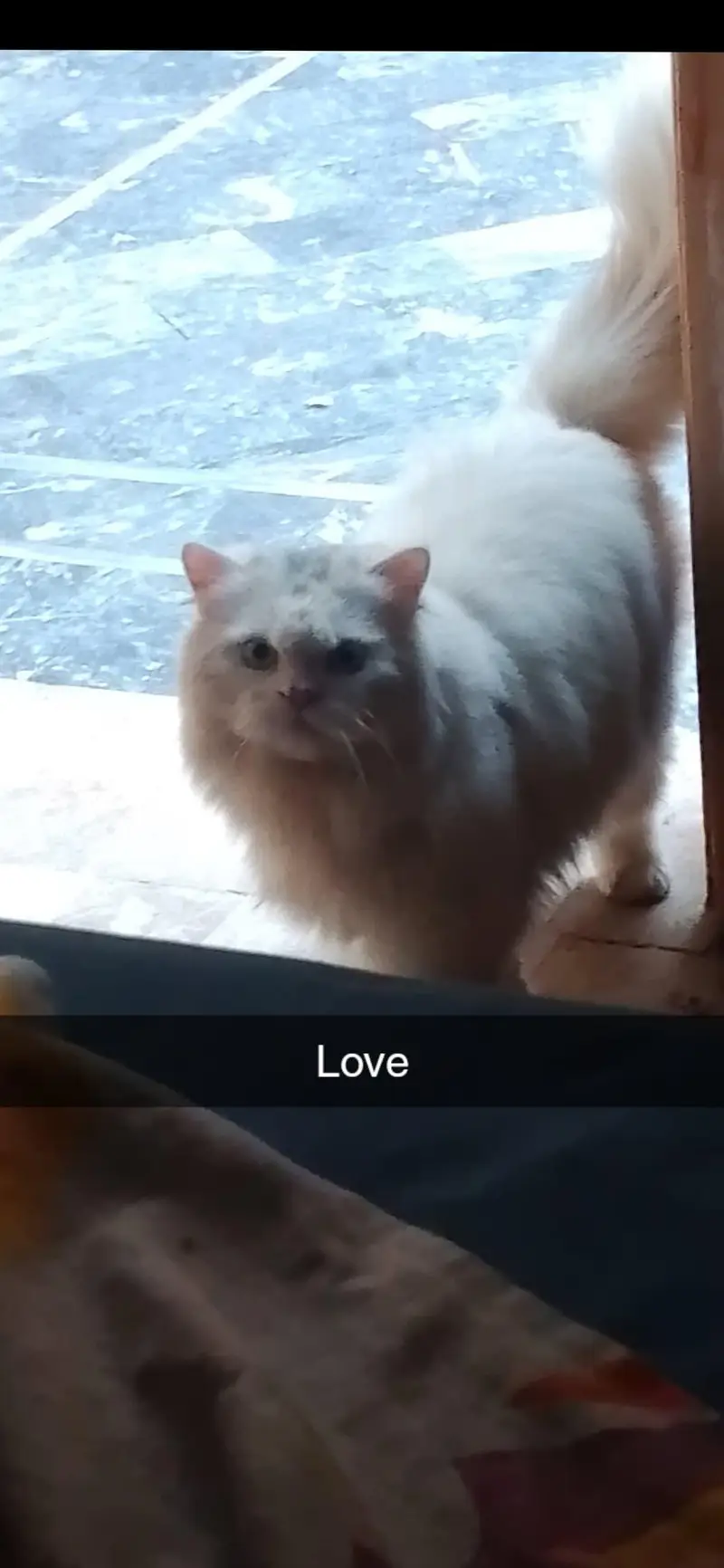 persion male cat — photo 2