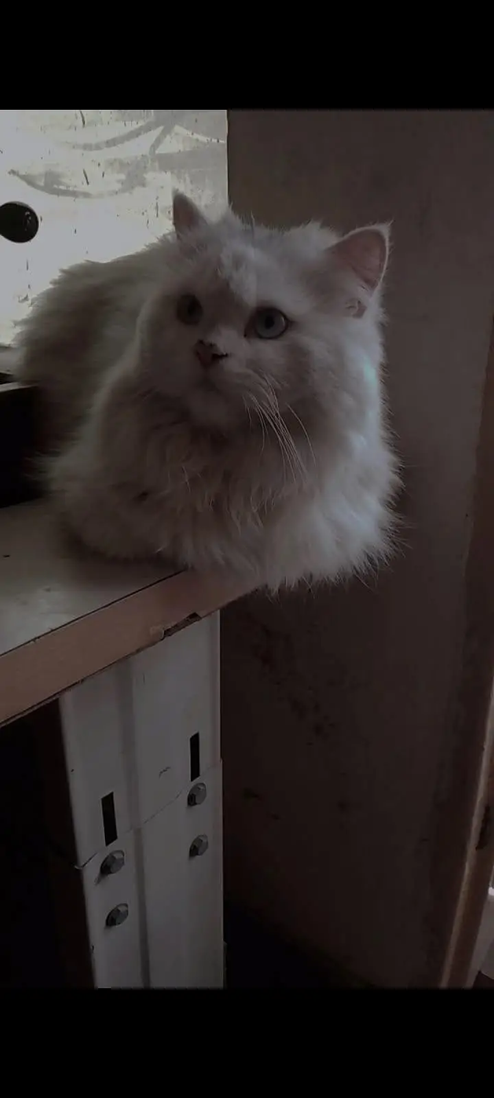 persion male cat — photo 3