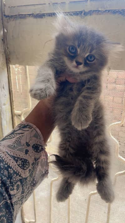 2 month old perisan kitten