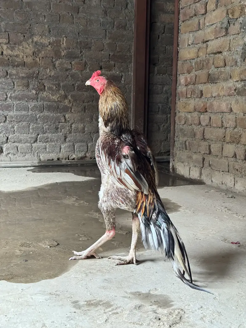 Home breed — photo 4