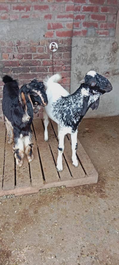 teddy Bakra | Bakra. | bakri. | chatra |