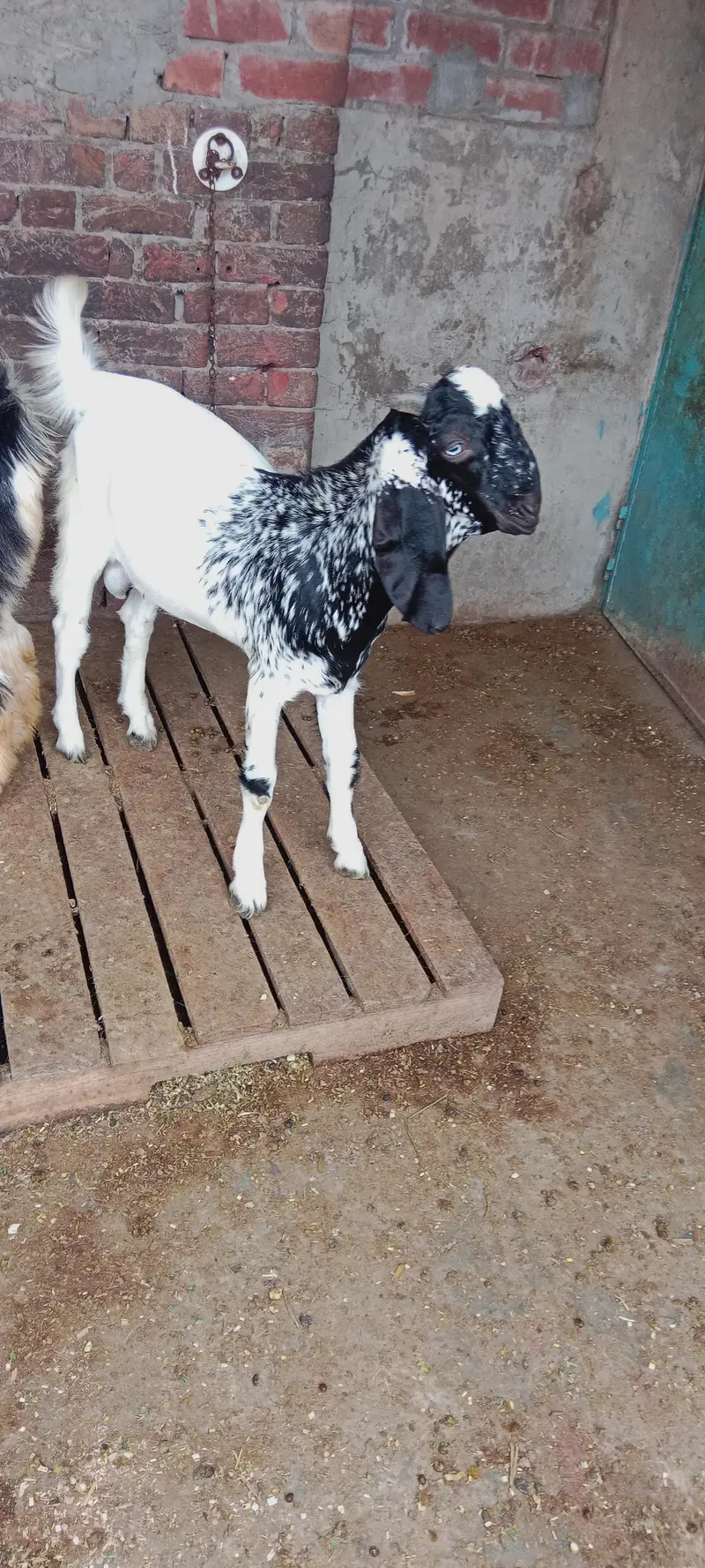 teddy Bakra | Bakra. | bakri. | chatra | — photo 2
