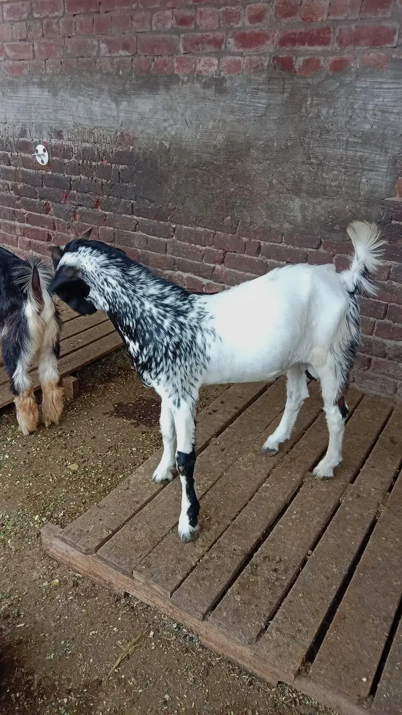 teddy Bakra | Bakra. | bakri. | chatra | — photo 3