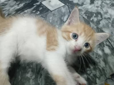 kitten and mother sale it