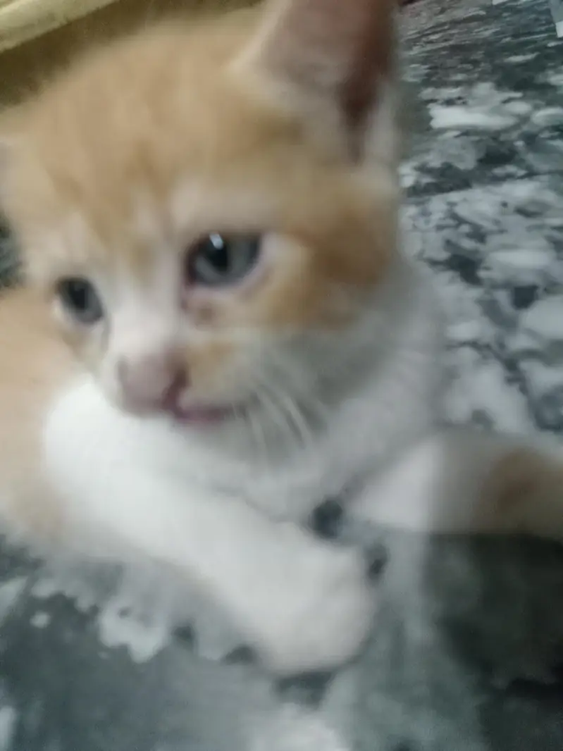 kitten and mother sale it — photo 2