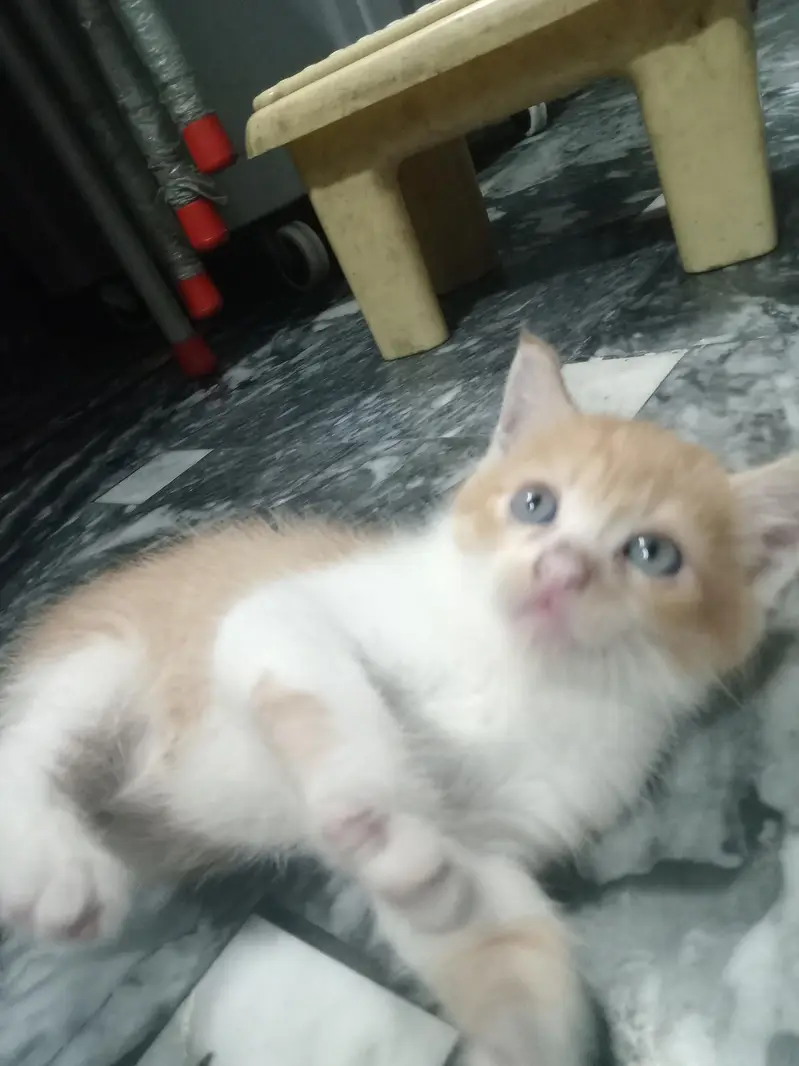 kitten and mother sale it — photo 3