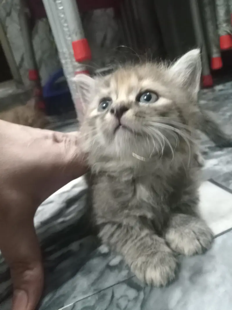 kitten and mother sale it — photo 5
