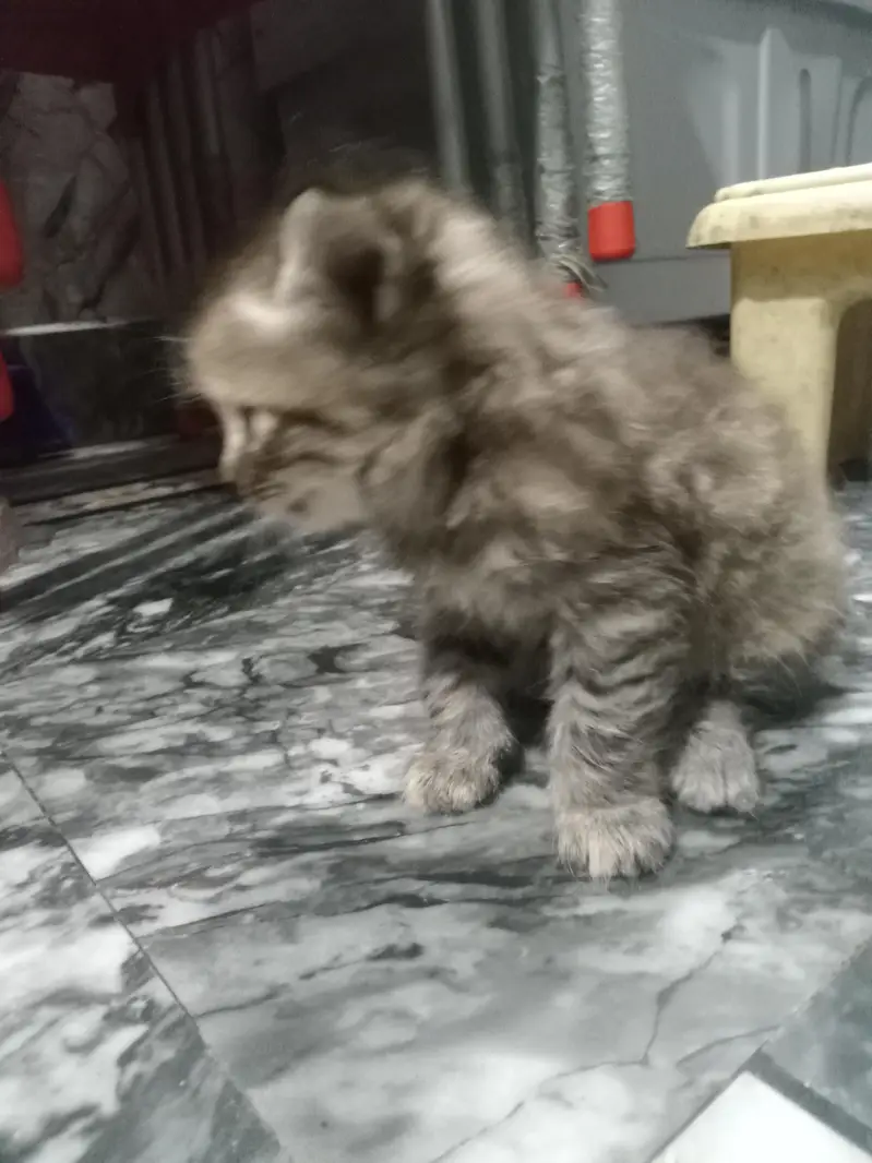 kitten and mother sale it — photo 6