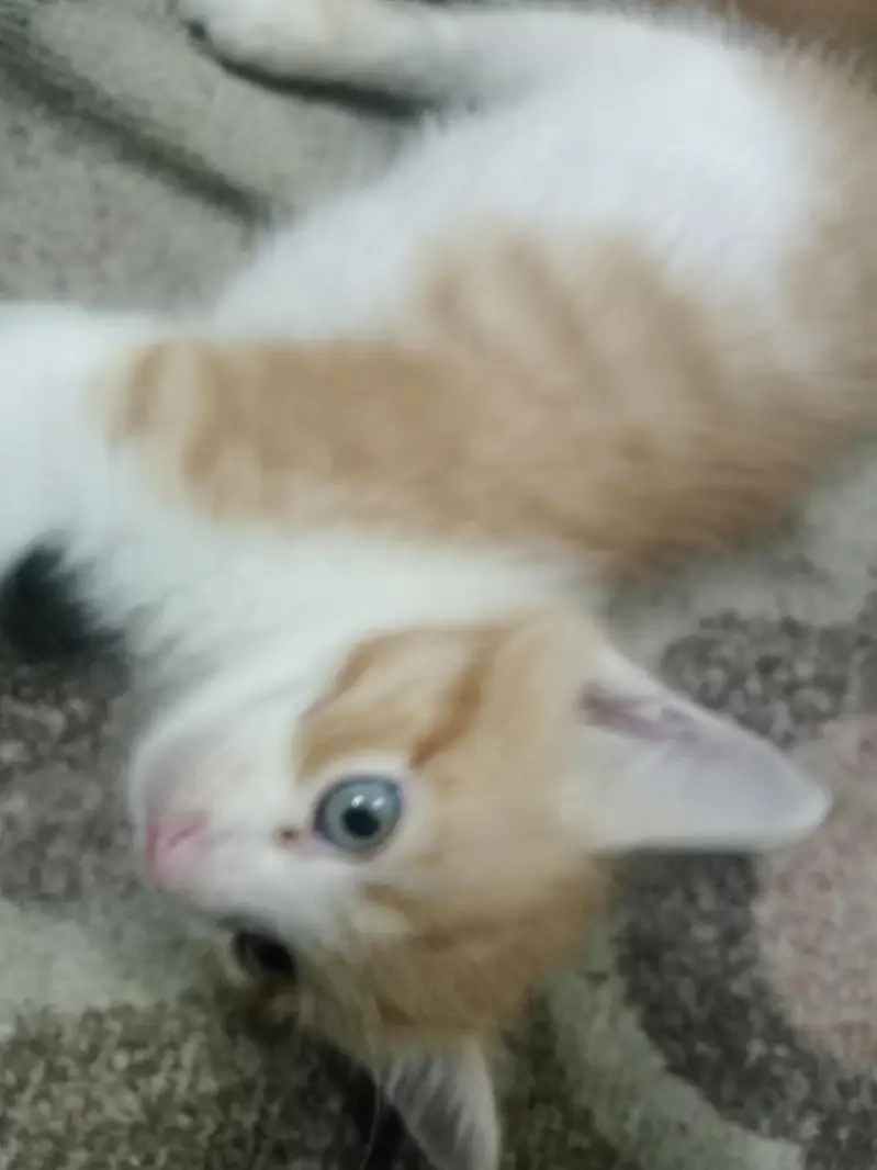 kitten and mother sale it — photo 8