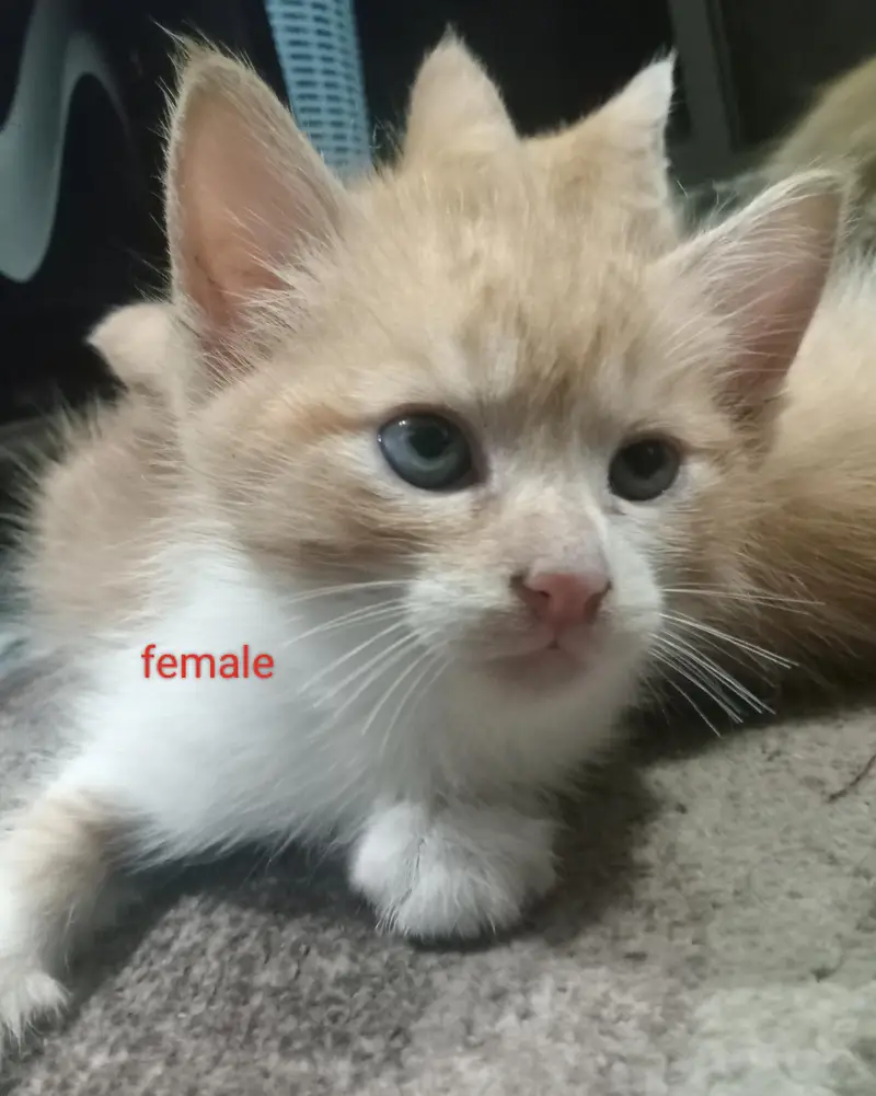 kitten and mother sale it — photo 9