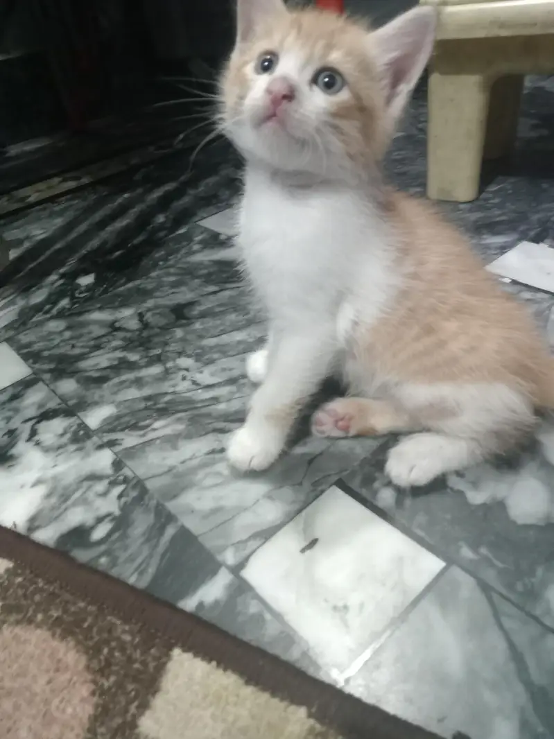 kitten and mother sale it — photo 10