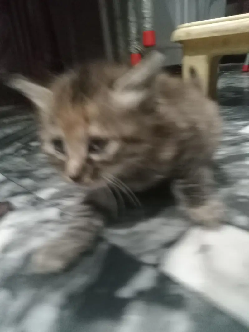 kitten and mother sale it — photo 11