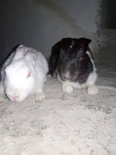 rabbit pair male female