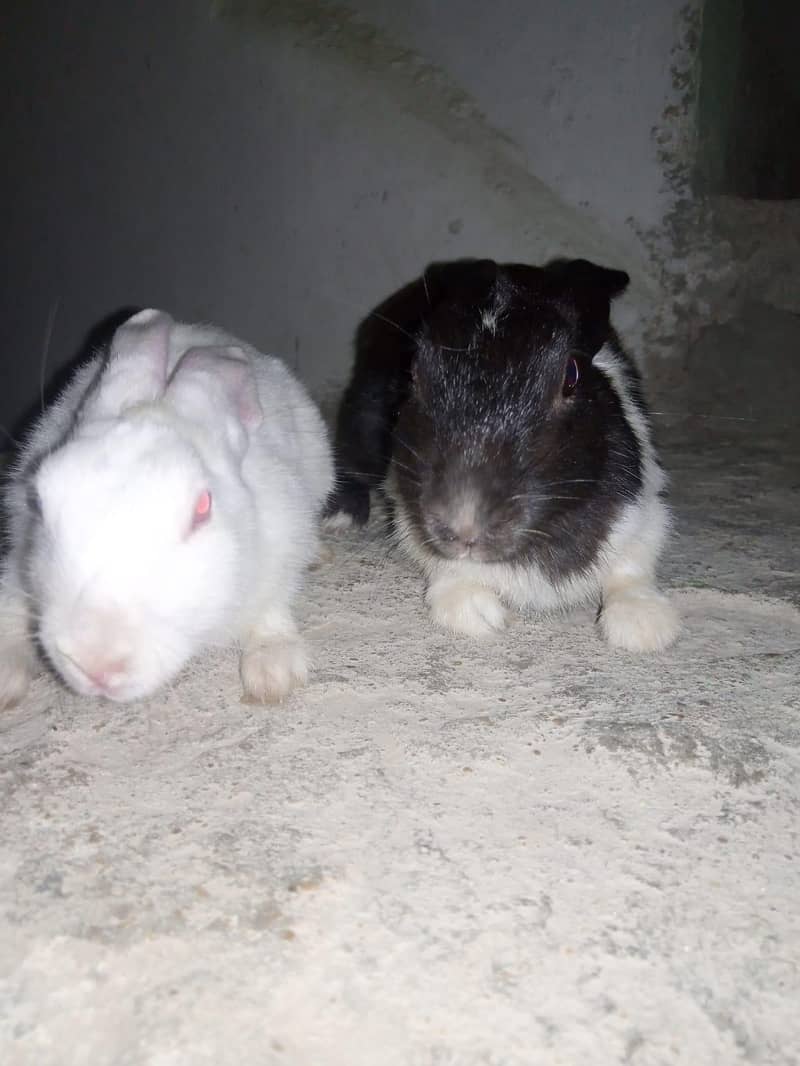 rabbit 0