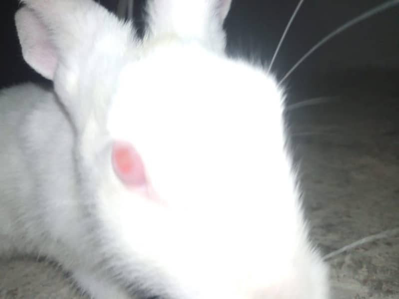 rabbit 1