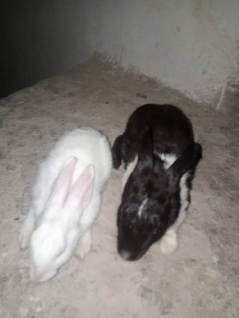 rabbit 2