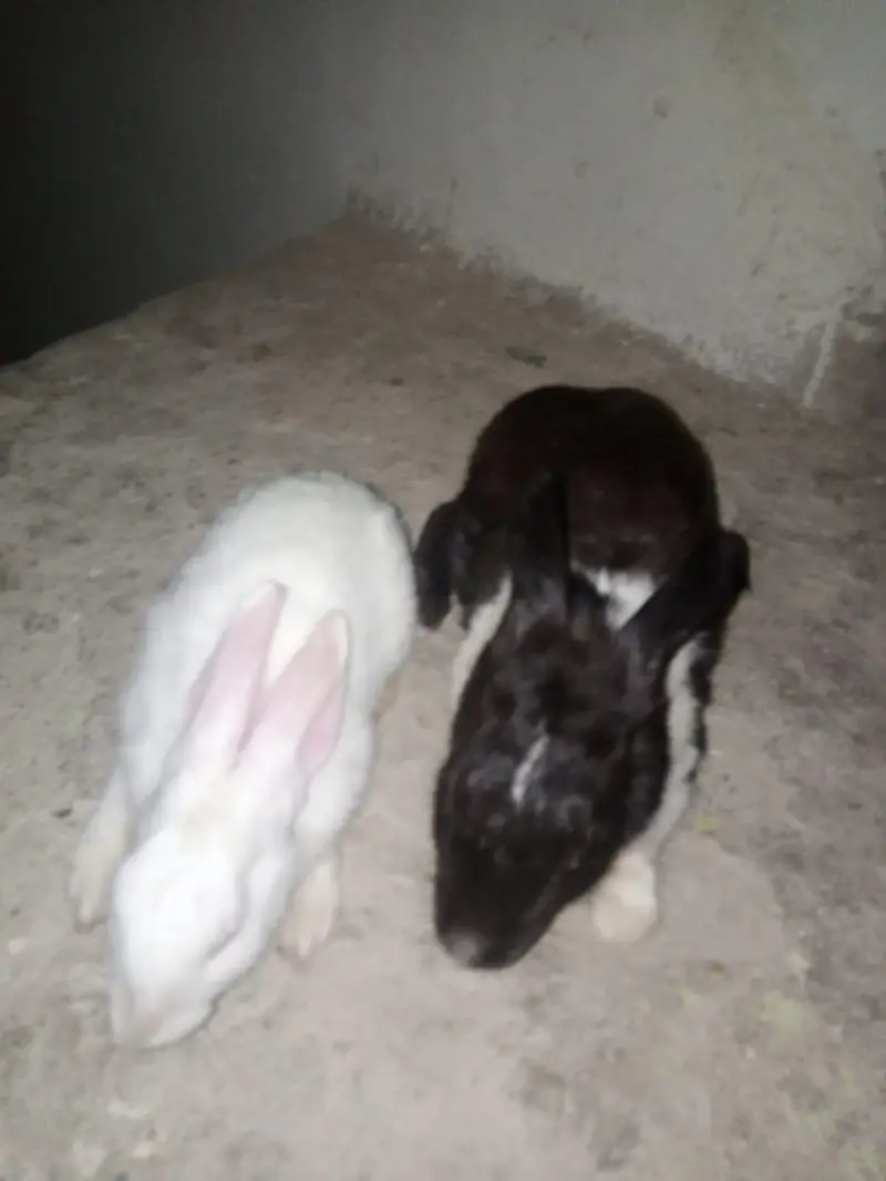 rabbit pair male female — photo 3