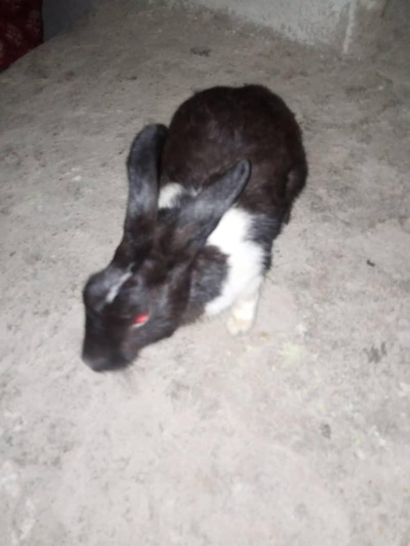 rabbit 3
