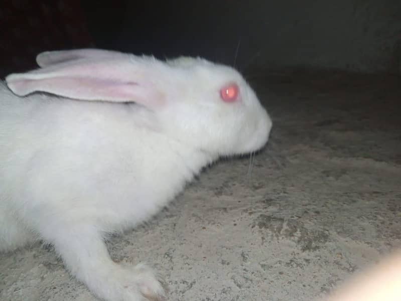 rabbit 4
