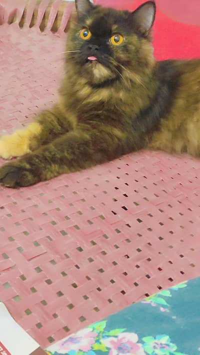 Breader Cat pair with one kitten