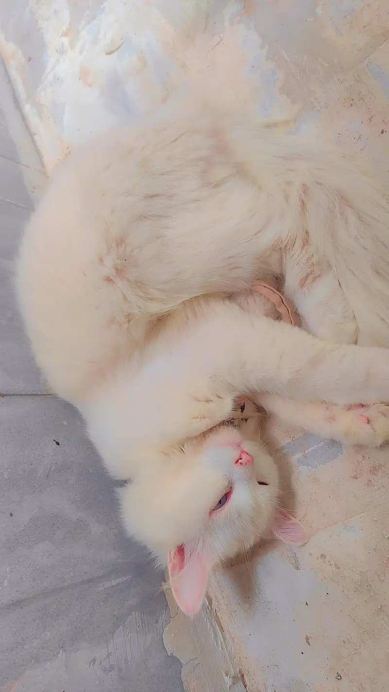 Breader Cat pair with one kitten — photo 2