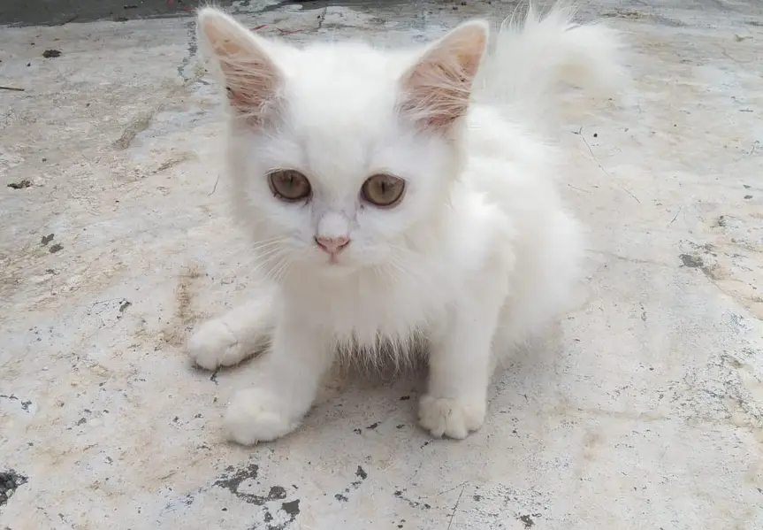 Breader Cat pair with one kitten — photo 3