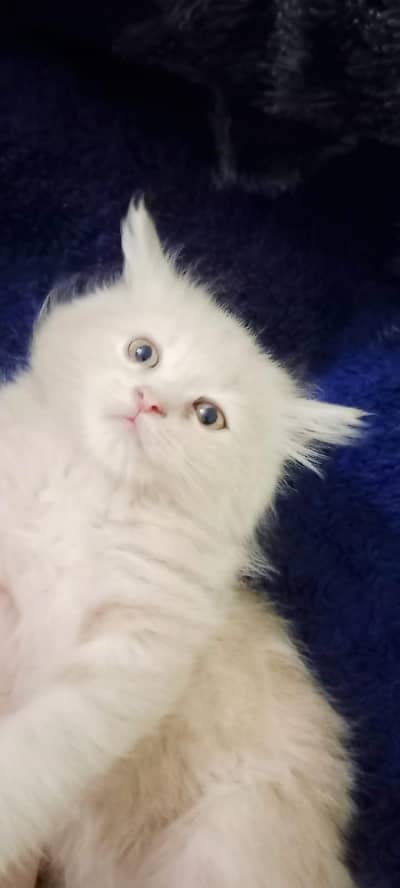 Beautiful Persian Kittens