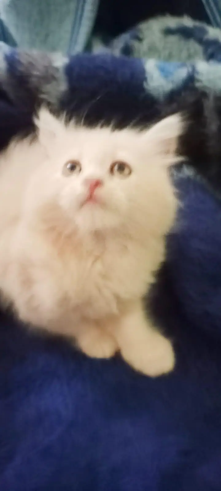 Beautiful Persian Kittens — photo 2