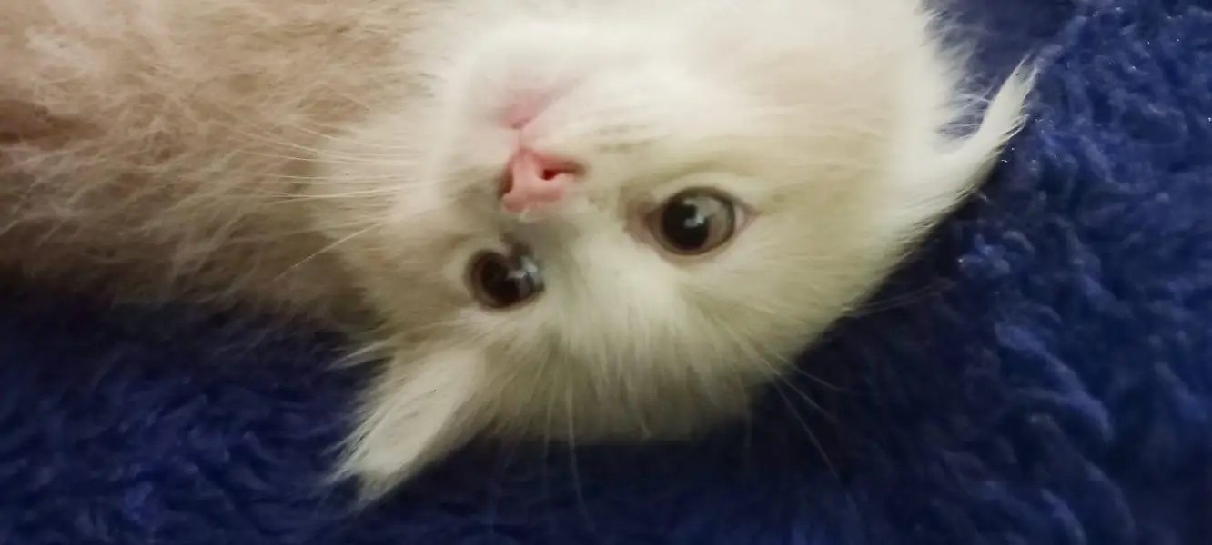 Beautiful Persian Kittens — photo 3