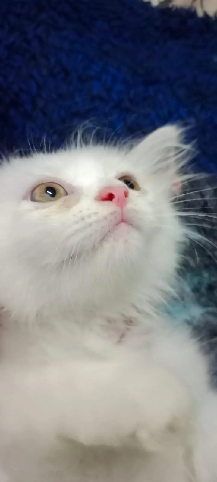 Beautiful Persian Kittens — photo 4